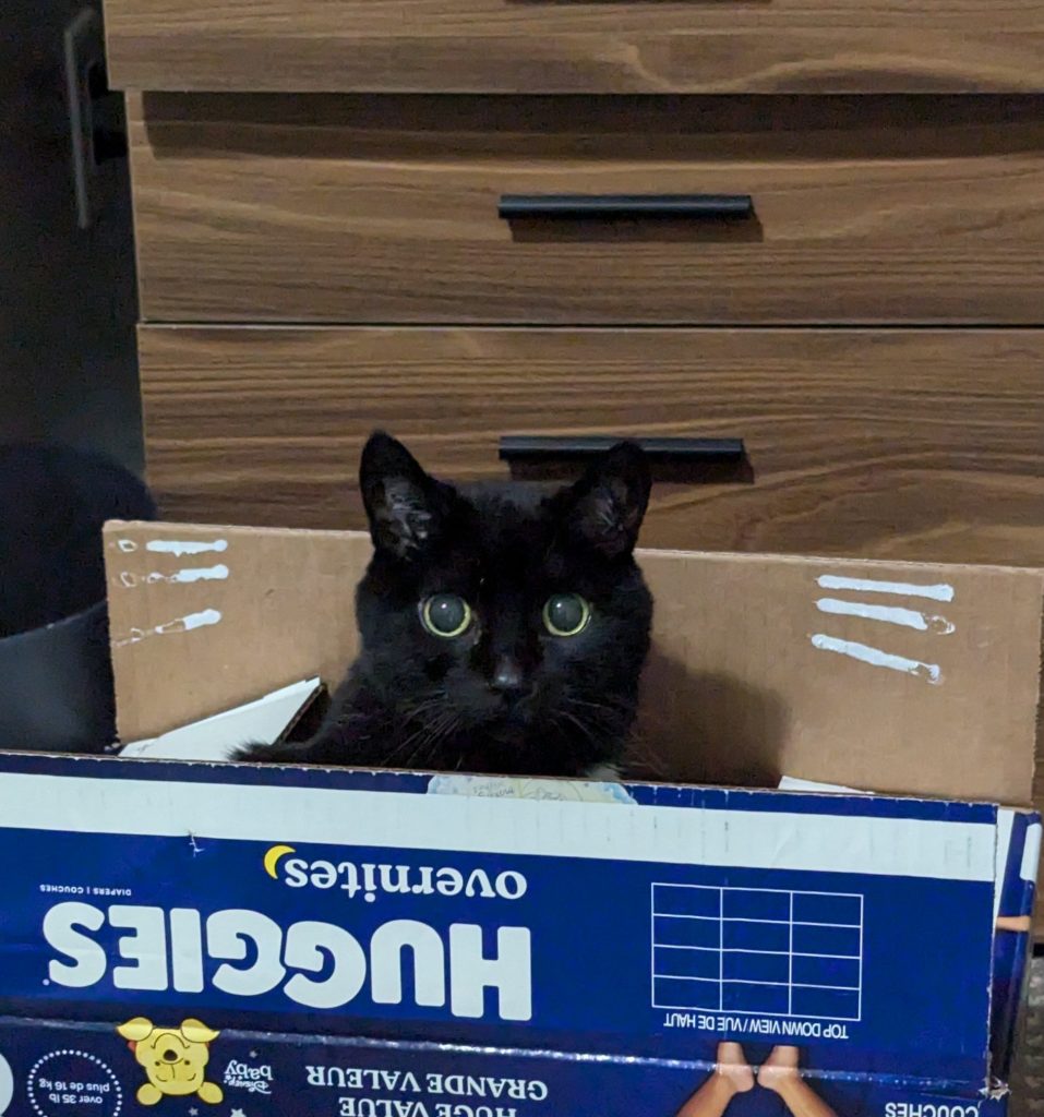 My black cat stares out at you over the edge of an empty diaper box.